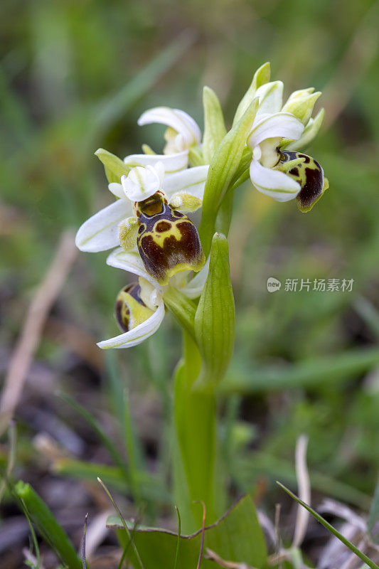 野生兰花;科学名称;Ophrys umbilicata
